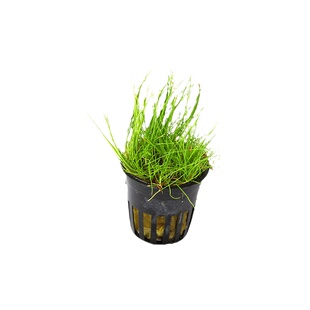 鱼缸造景前景草真水草正宗迷你牛毛毡无菌杯爬地牛毛草坪活体水草