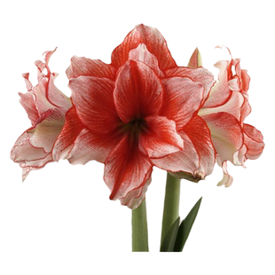 鬼魅朱顶红虹越荷兰进口种球四季种植物种子僵尸开花卉重瓣多年生