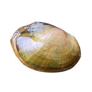 河蚌淡水观赏螺蚌活体宠物除藻过滤净化水质观赏螺蚌活体宠物包邮