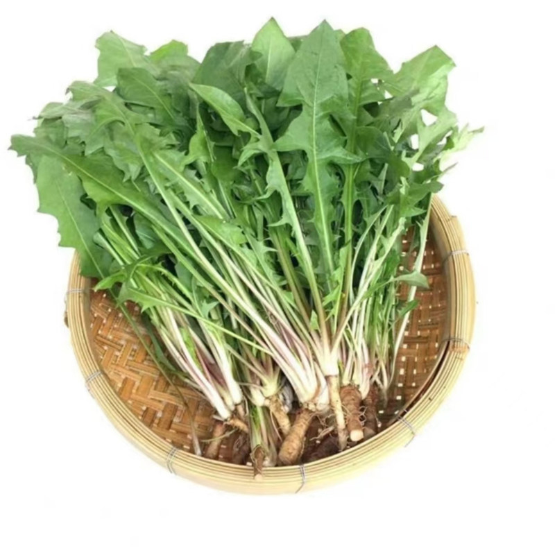 重庆新鲜蒲公英整全根生菜苦菜山野菜婆婆丁菜现挖现发野菜全棵