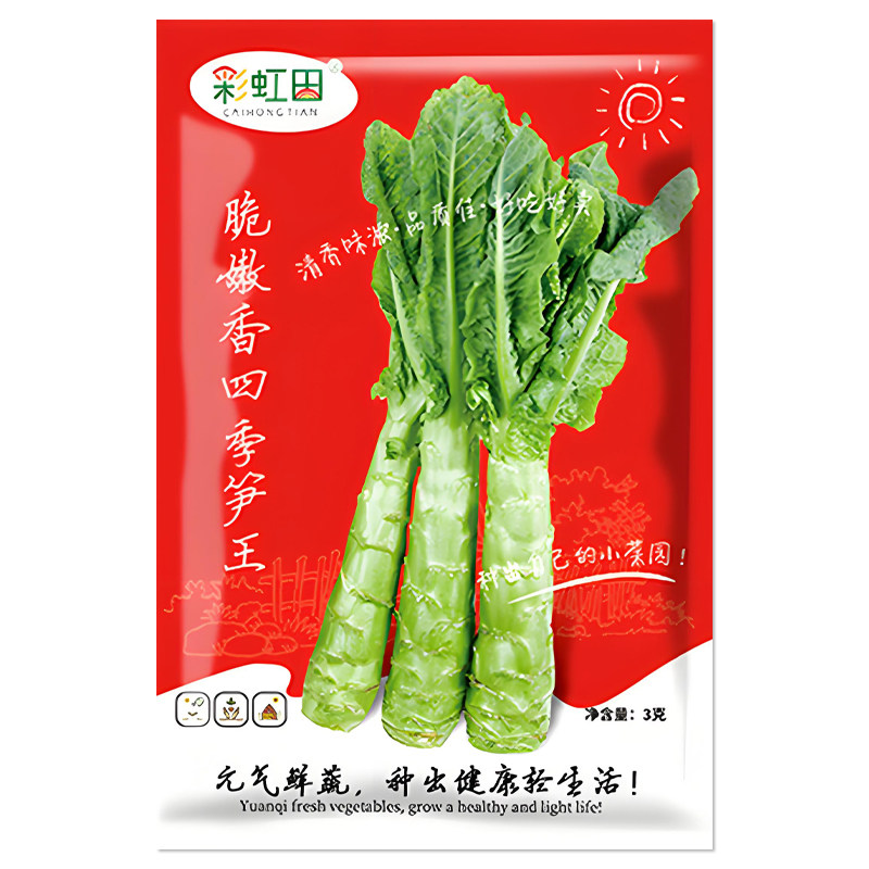 脆嫩香四季笋王种子莴笋