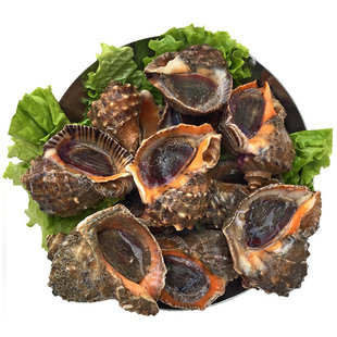 大海螺鲜活海鲜水产超大小海螺特大生猛贝类生鲜海鲜青岛特产响螺