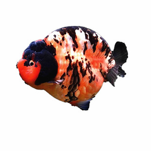 精品兰寿金鱼兰寿活鱼纯种鱼苗好养冷水鱼红白麒麟奶牛玉兔观赏鱼