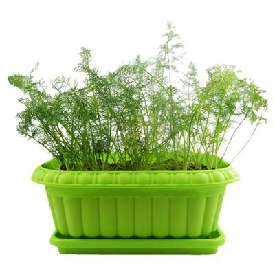 茴香种子阳台带根四季盆栽