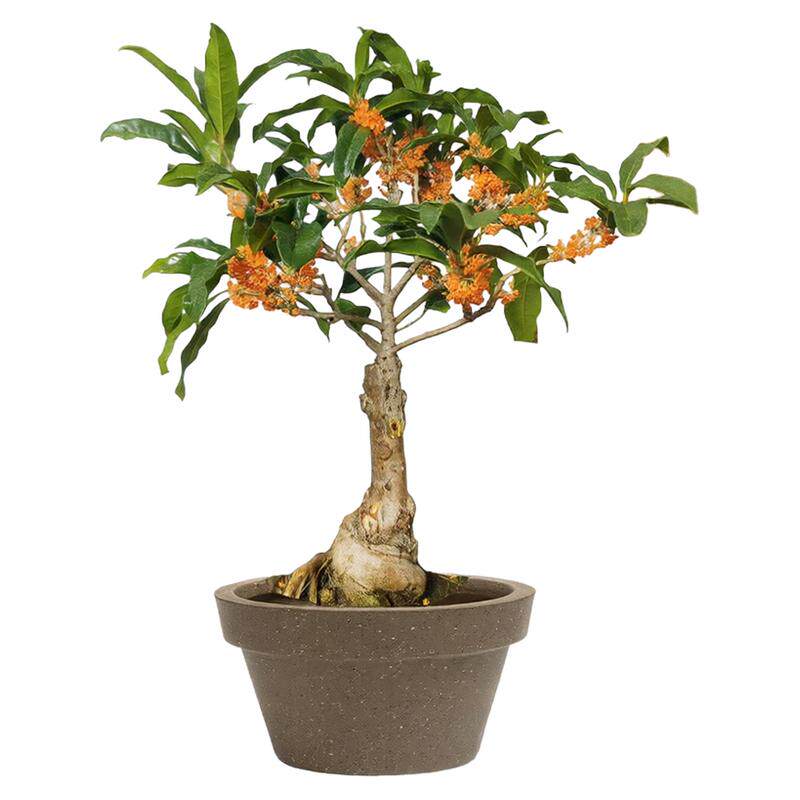 四季桂桂花树苗盆栽金桂树形