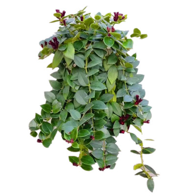 口红花吊兰四季常青花卉盆栽千叶