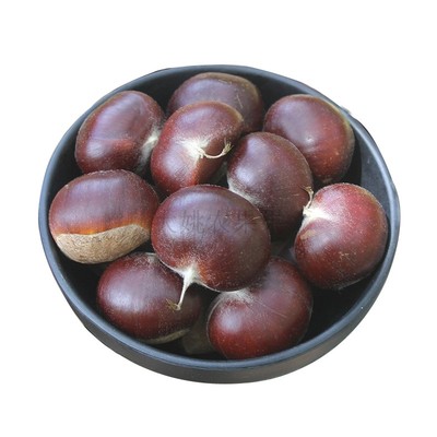 云南老树油栗子野生毛栗子
