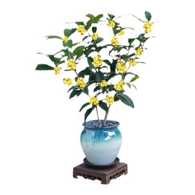 桂花客厅室内净化空气