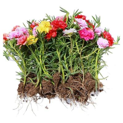 重瓣太阳花苗枝条带花苞宿根混色大花植物带根盆栽绿植花卉好养活