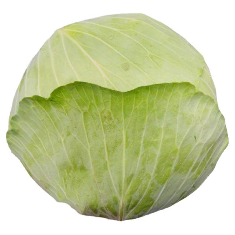 四川新鲜莲花白老品种薄皮包菜