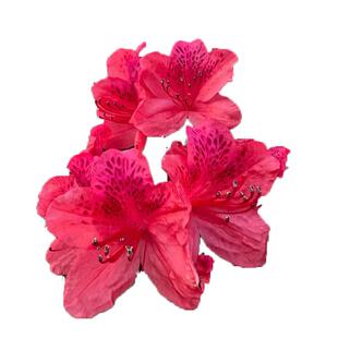 映山红树桩盆栽庭院耐寒盆景花卉绿植高山杜鹃花地栽植物四季开花