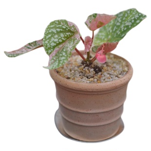 PHYSIS拾色 富士山锦秋海棠室内高档桌面型盆栽小巧好养送礼可爱