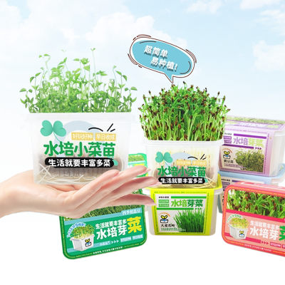 儿童水培生菜蔬菜无土栽培小盆栽
