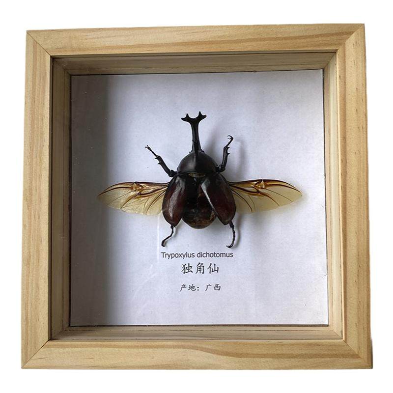 特龙昆虫标本礼物装饰画独角仙