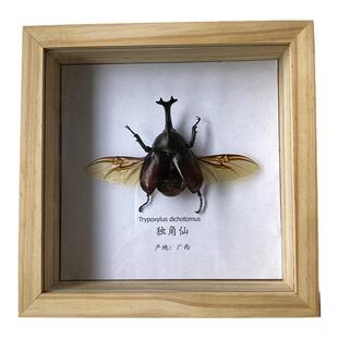 独角仙标本国产昆虫标本真虫装饰画家居挂墙创意生日礼物收藏品