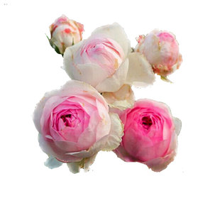 推荐紫色浓香维萨里月季丰花抗病好带土盆栽阳台或庭院种花卉树苗