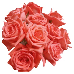 大花影星粉玫瑰花鲜切花云南昆明斗南鲜花基地直发直批家用室内水