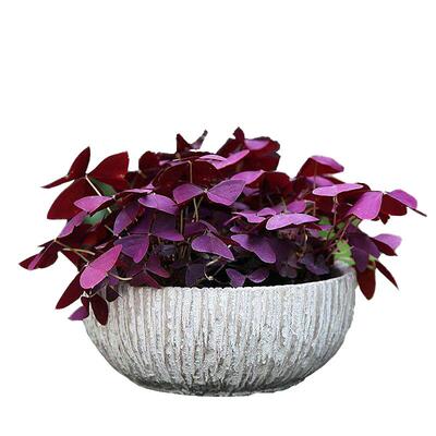 红花三叶草紫花幸运草室内盆栽