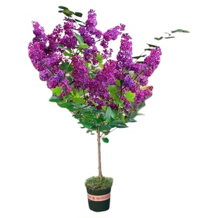 丁香花树苗浓香花苗花卉植物耐寒庭院四季室外别墅白紫丁香花盆栽