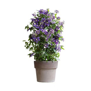铁线莲爬藤植物庭院耐寒耐热绿植盆栽乌托邦倒影阳台四季攀援花卉