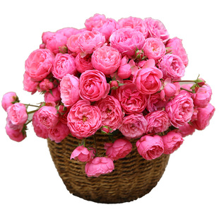 天狼月季艾拉绒球月季玫瑰多季勤花抗病可灌可藤月季