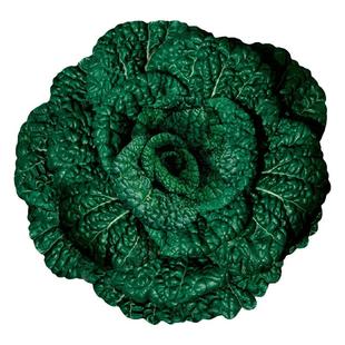 黑心乌种子乌塌菜 菜种籽乌塔菜 蔬菜种孑耐寒秋季四季播菜种盆栽