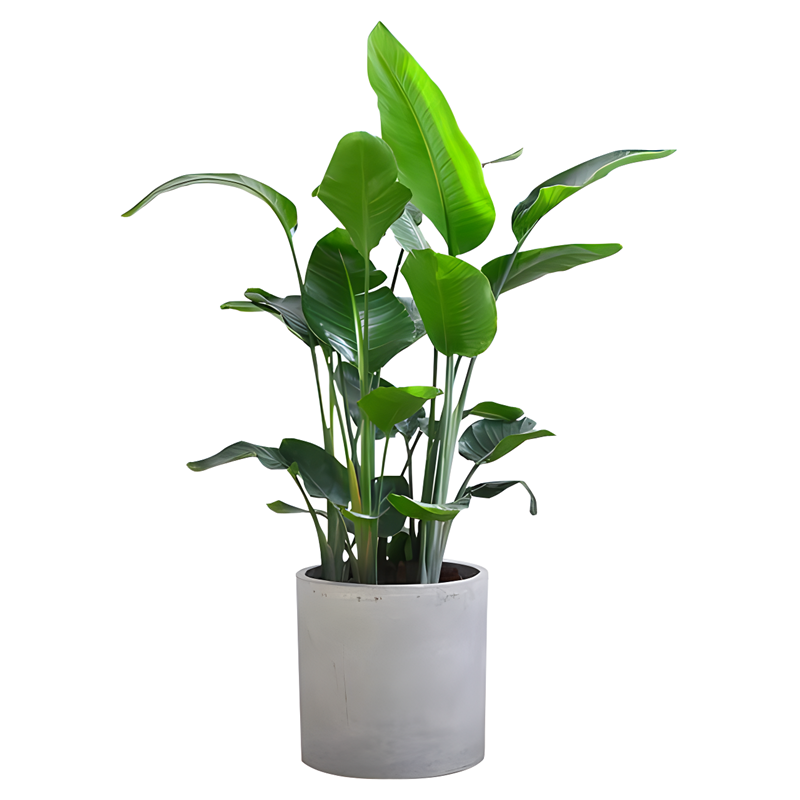 绿植鹤望兰卧室易活观叶大盆栽
