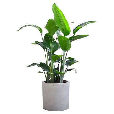 绿植鹤望兰卧室易活观叶大盆栽