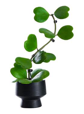 造型心叶球兰多肉植物新手好养