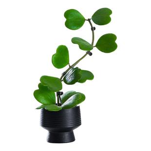 造型心叶球兰有趣多肉植物长藤垂吊室内阳台盆栽花卉绿植新手好养