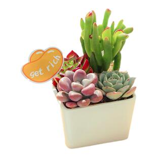 多肉植物组合盆栽花卉盆景幼儿园绿植白色陶瓷花盆含盆带土新手