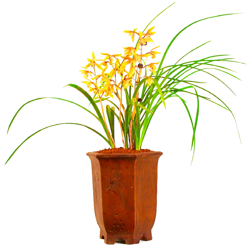 湖北浓香蕙兰九节兰惠兰九头国兰鲜草带花苞室内庭院耐寒盆栽绿植