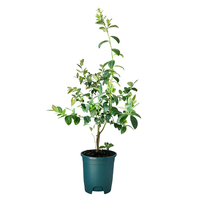 带果发蓝莓盆栽花香大果大苗树苗阳台室外当年结果南北方种植组培