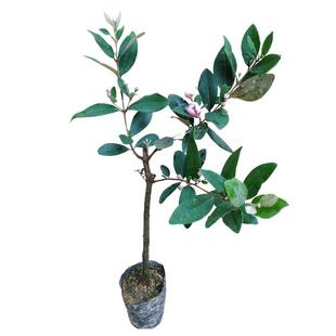 果树捻子树苗果树捻子果苗山捻子苗乌稔苗桃金娘苗果苗盆栽念子苗