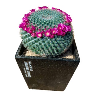 仙人掌盆栽冬季开花玉翁仙人球盆栽春季开花好养活耐干旱低维护