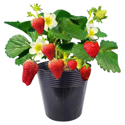 草莓苗室内盆栽结果|千人加购