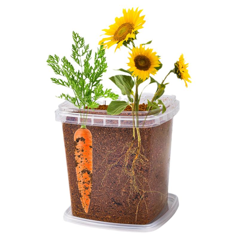 儿童种植花葵向日葵小盆栽植物透明根系生长观察窗小学生科学实验