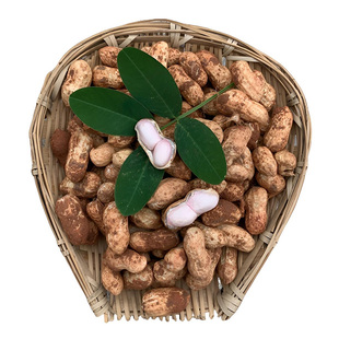 四川农家自种新鲜花生带壳干花生现挖泥巴粉白米水煮生花生小花生