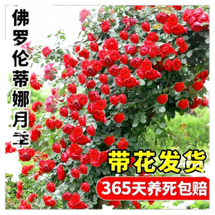 佛罗伦蒂娜月季弗洛伦墙微花树大苗爬藤花卉四季开蔷薇玫瑰花盆栽