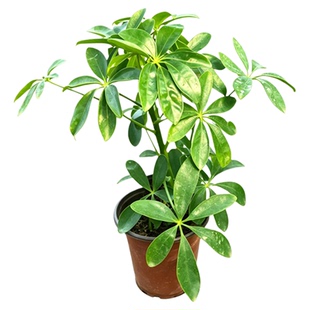鸭脚木盆栽室内八方来财树苗七叶莲绿植易养活客厅观叶植物发财树
