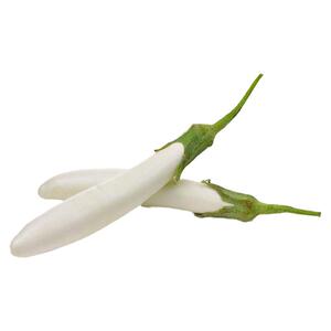 白长茄苗子白长茄秧苗四季蔬菜苗
