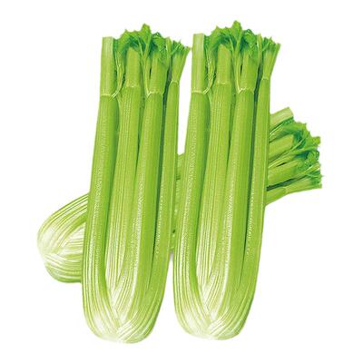 四季西芹种子高产芹菜