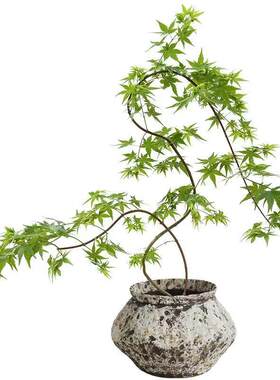 黄金流泉枫盆栽落地植物室内客厅绿植日本枫树桌面中式茶室办公室