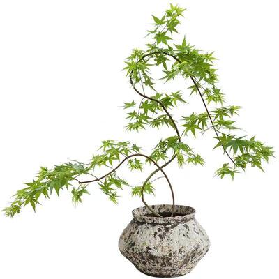 黄金流泉枫盆栽落地植物室内客厅绿植日本枫树桌面中式茶室办公室