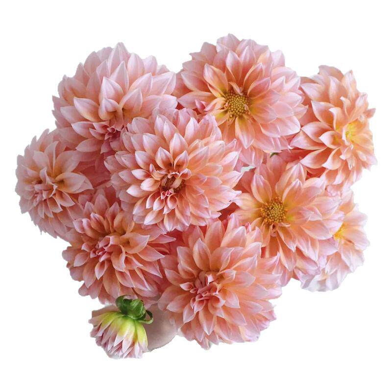 奶油桃子大丽花鲜切花鲜花网红款花束云南直发绿植真花水培插花