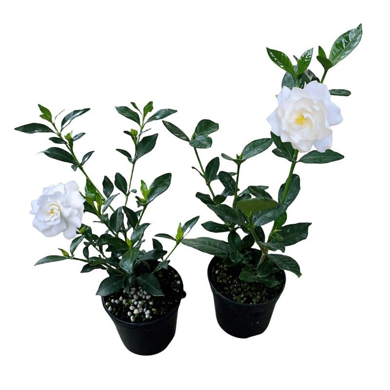 小叶寿星栀子阳台盆栽带花苞庭院栀子花