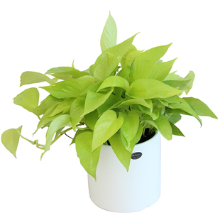 黄金葛室内盆栽绿萝吸净化空气植物吊兰清新热卖好养耐阴花