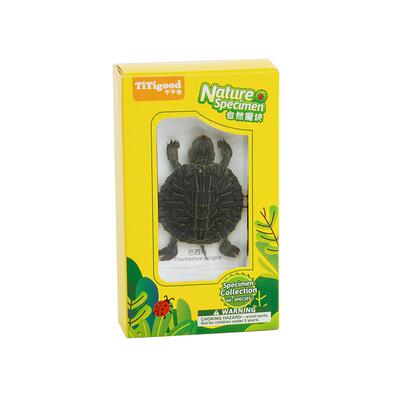 TiTigood千千谷真实昆虫海洋标本