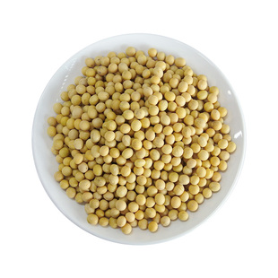 黄豆老笨土黄豆种植小粒新货黄豆农家老品种黑豆生豆芽打豆浆