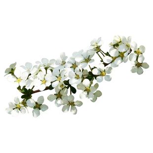 一物一拍喷雪花雪柳树苗棒棒糖庭院花园盆栽耐寒耐热四季花卉绿植